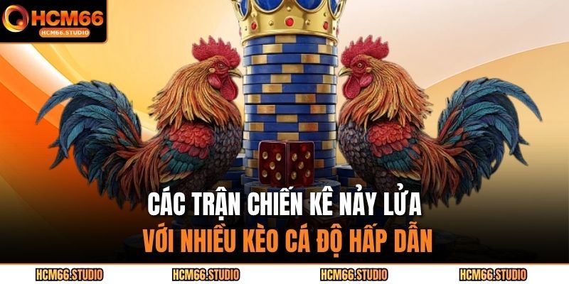 Các trận chiến kê nảy lửa với nhiều kèo cá độ hấp dẫn 